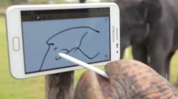 elefante samsung