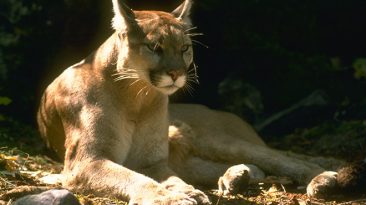 Mountain Lion