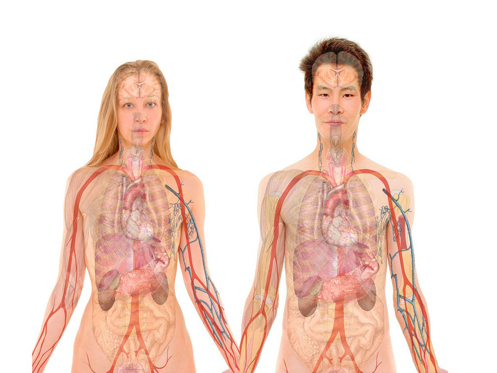 google construirá mapa del cuerpo humano enter co