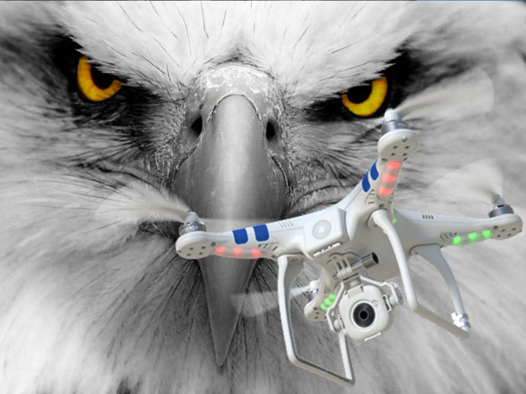 La policía está entrenando águilas para capturar drones