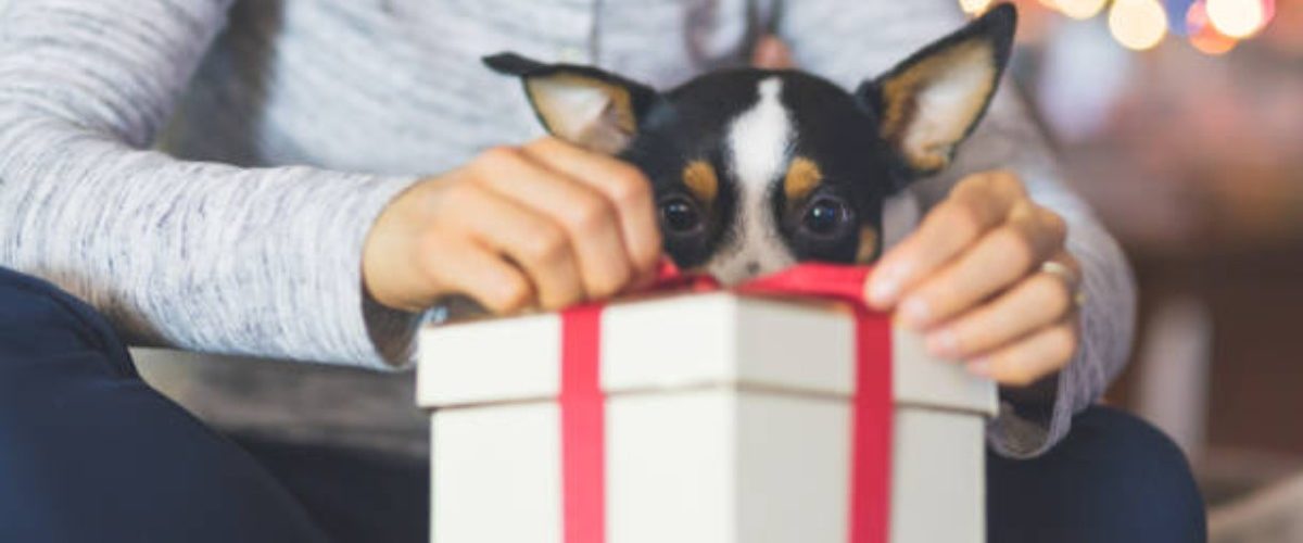 regalos de navidad mascotas