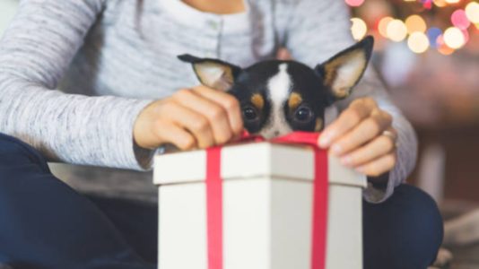 regalos de navidad mascotas