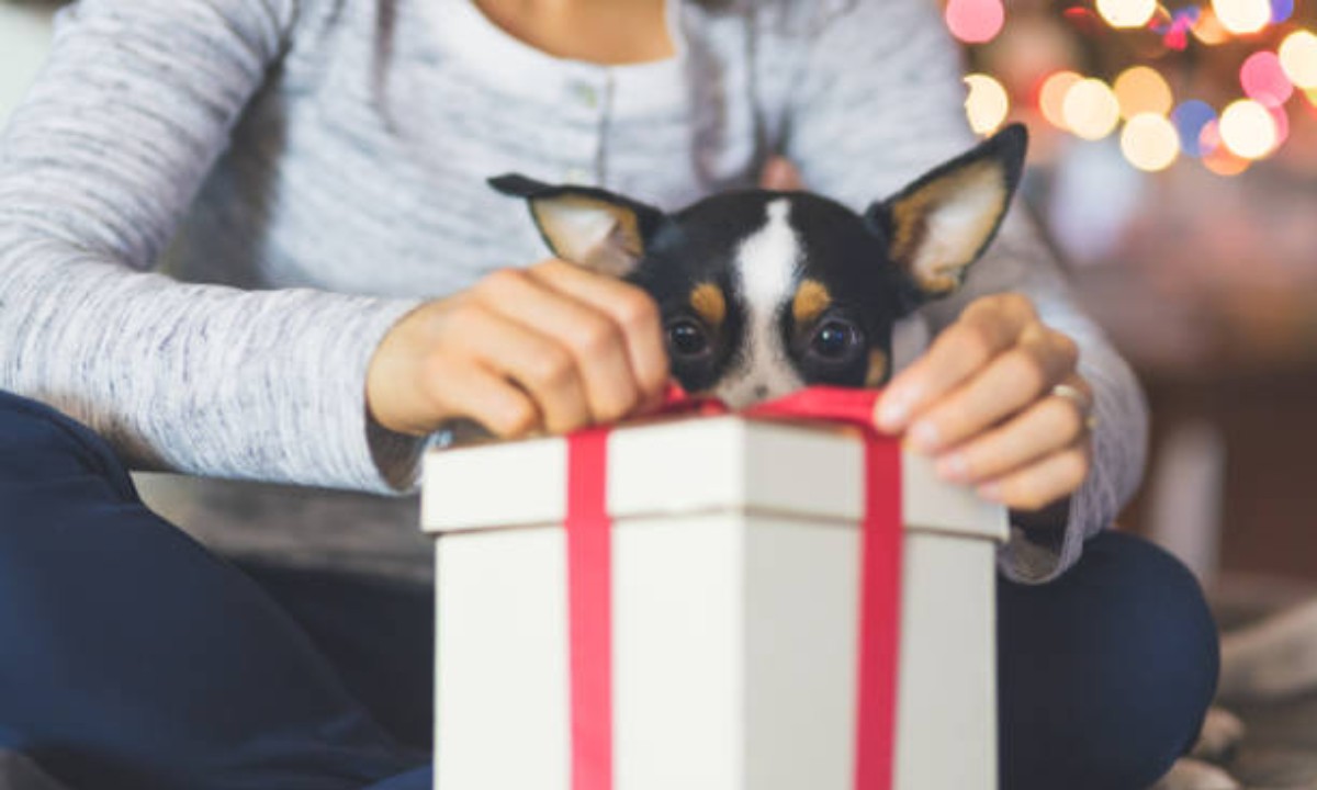 Guía de regalos de Navidad para amantes de las mascotas: 7 gadgets tecnológicos que no pueden faltar