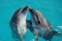 delfines
